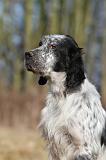 SETTER ANGLAIS 045